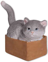 Kitten Leo in a carton